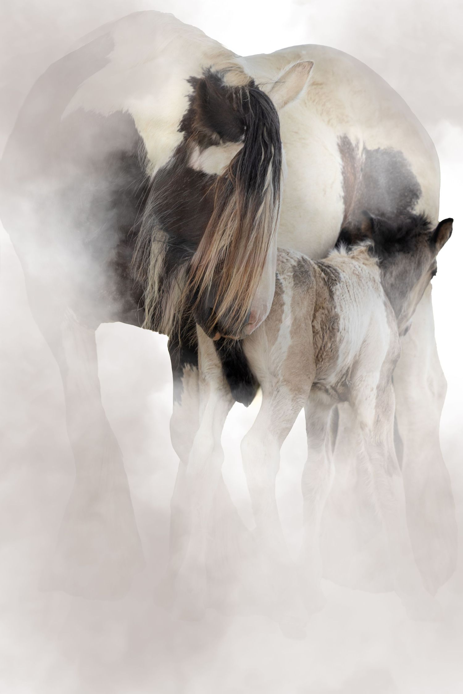 Monochromatic artistic collage of wild horses galloping through ethereal mist and fog creating a dreamy atmosphere.