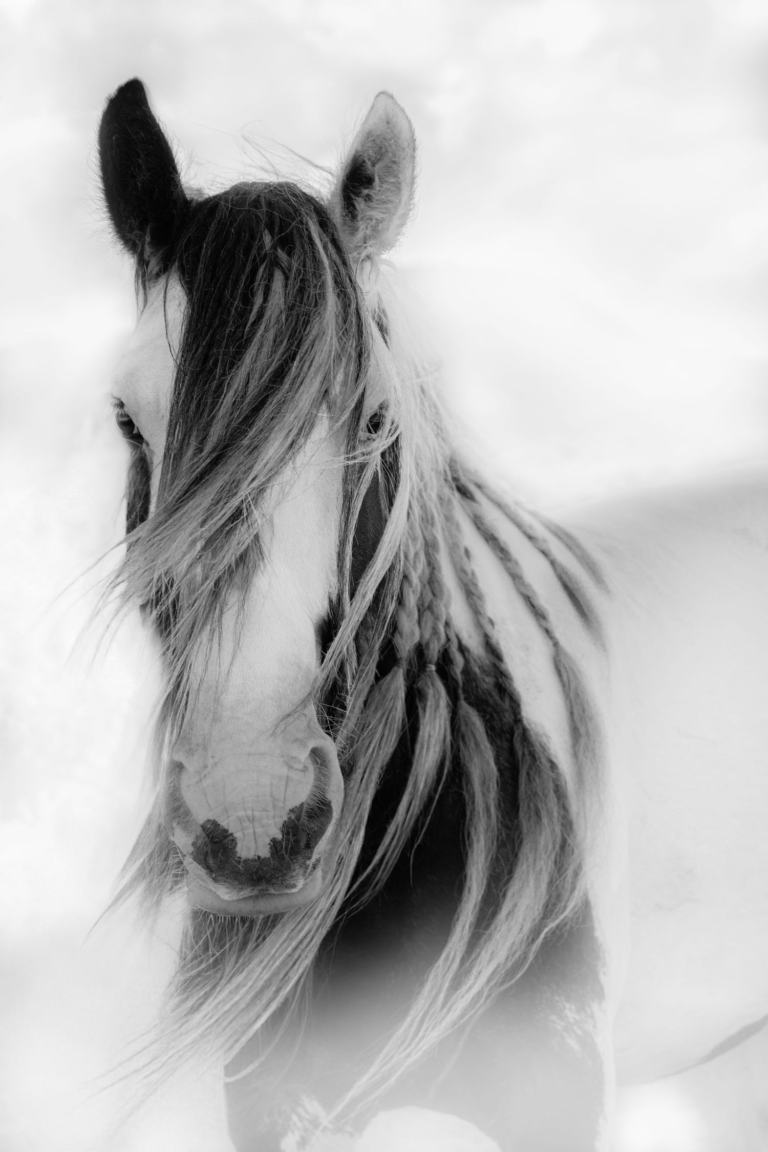 A series of ethereal horse portraits in black and white showing their flowing manes against a light background.