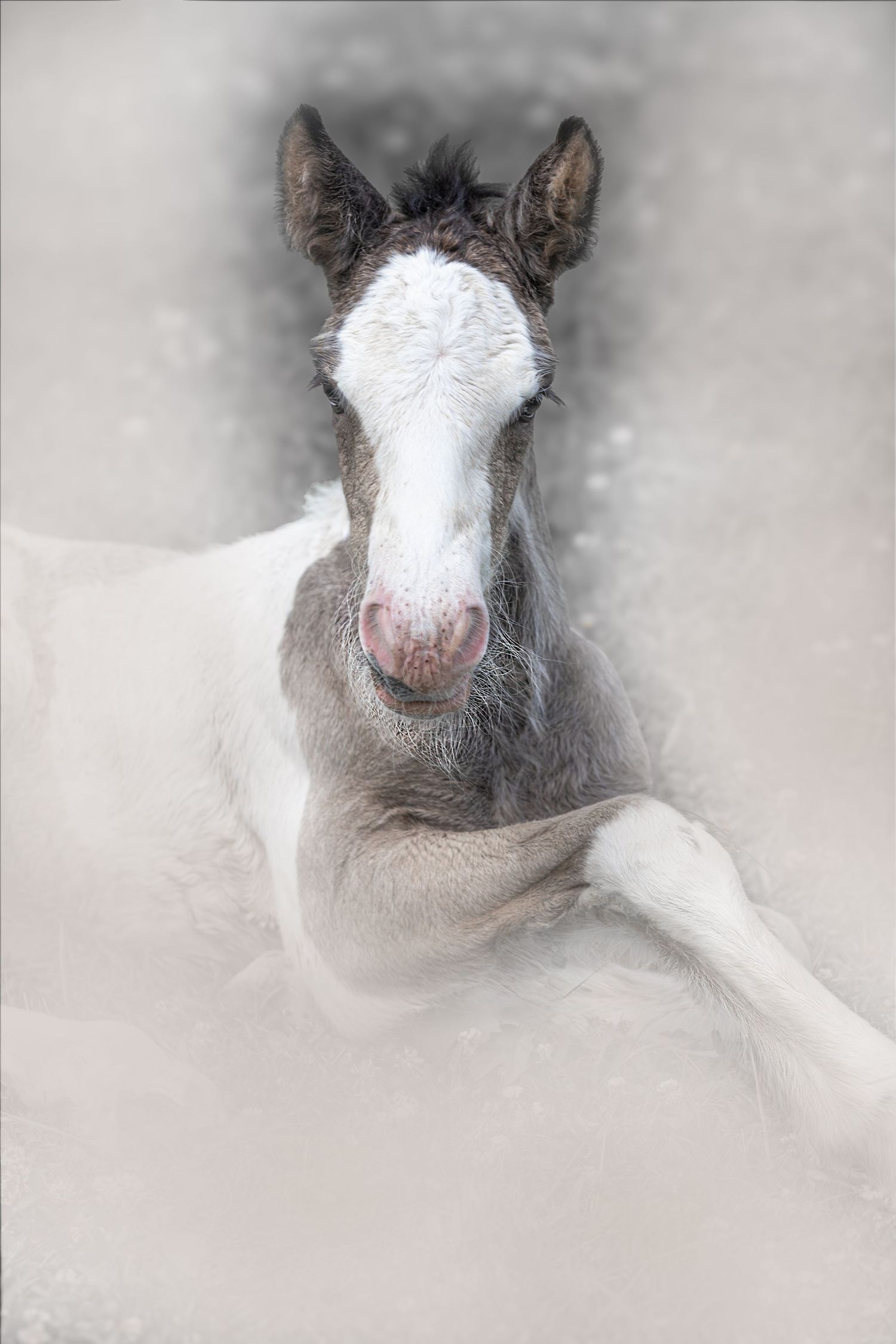 A cute baby goat with white and gray markings lies on a light-colored surface in a series of photos.