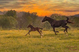 Silhouettes of deer running across a field during a vibrant orange sunset.