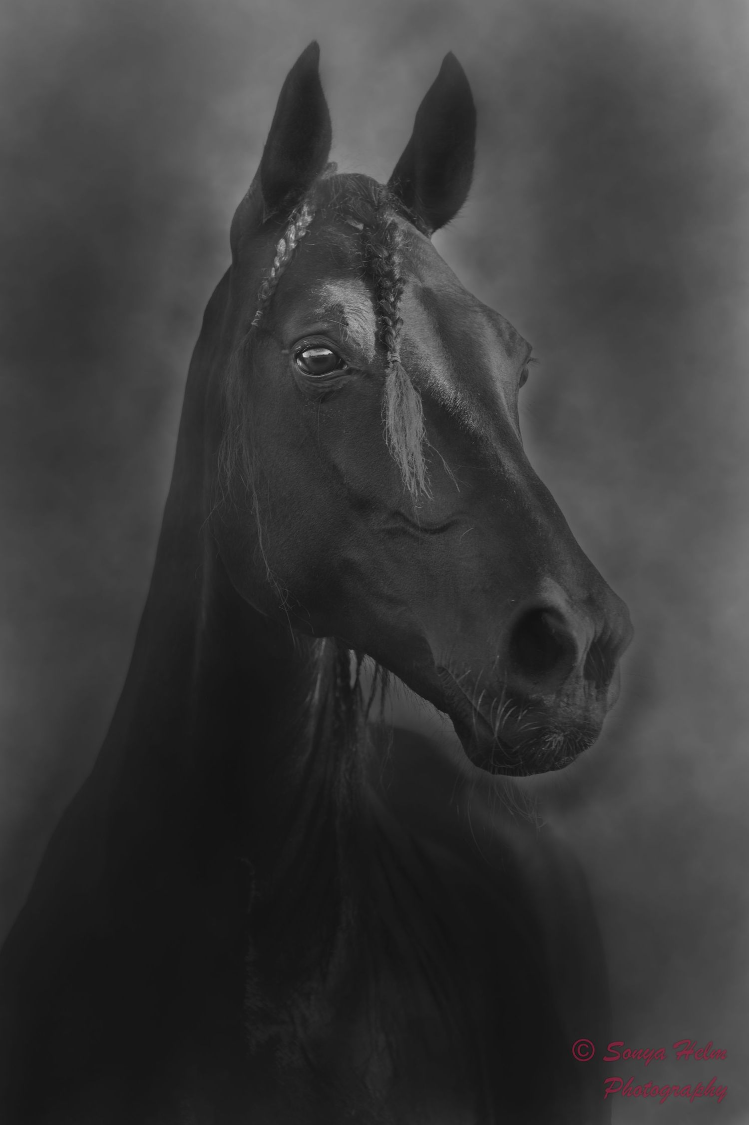Black and white profile portraits of a dark horse with expressive features against a moody background.