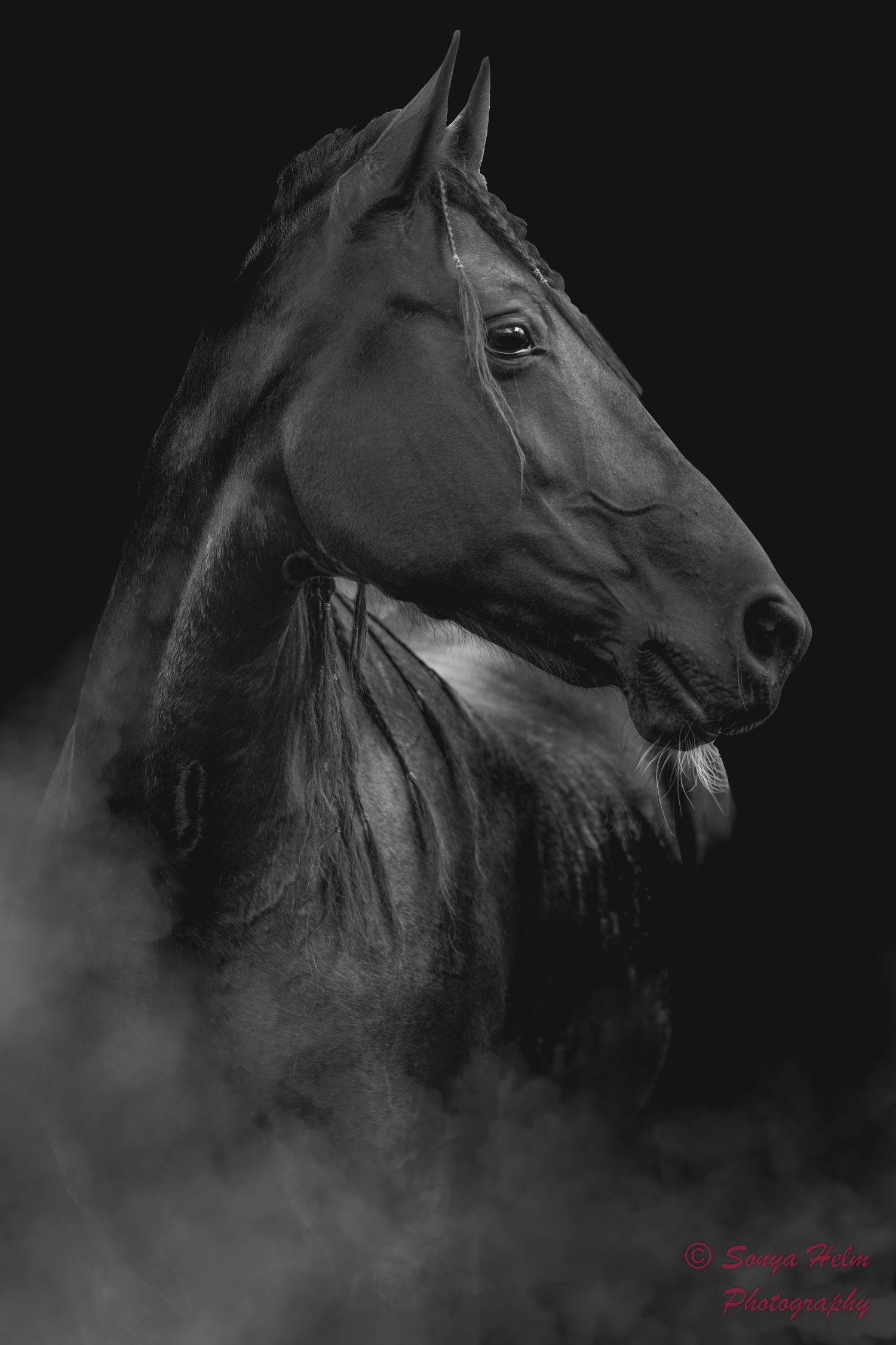 Dramatic black and white profile portraits of a majestic horse against a dark misty background.
