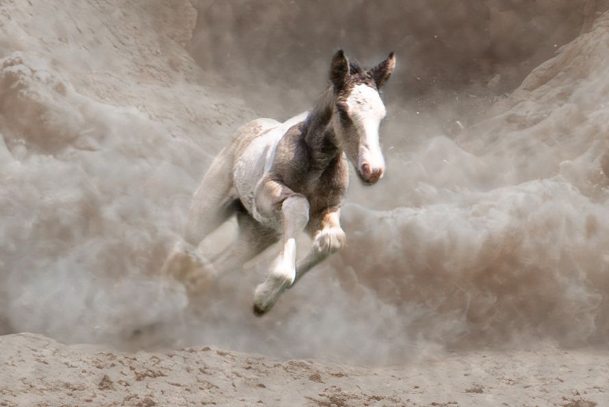 A brown horse kicks up dust while bucking and rearing in a sandy arena during a rodeo performance.