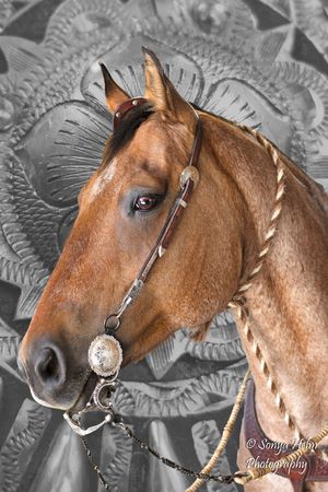 Closeup portrait of a brown horse with bridle against black and white medallion background in artistic composition.