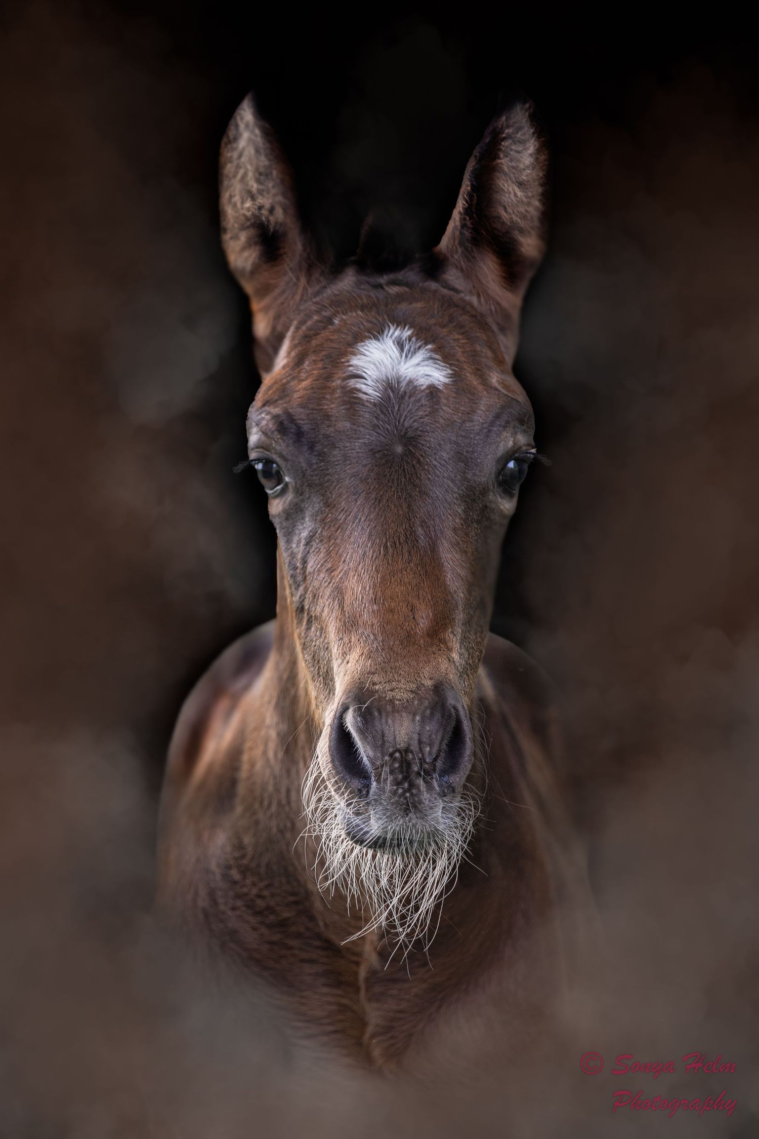Four close-up photos of a brown horse's nose and whiskers against a dark background creating a moody artistic portrait series.