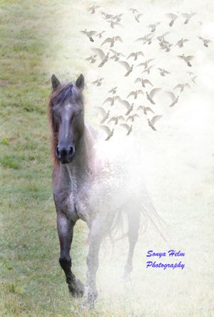 Artistic photo of a horse with flying birds creating a dreamy double exposure effect.