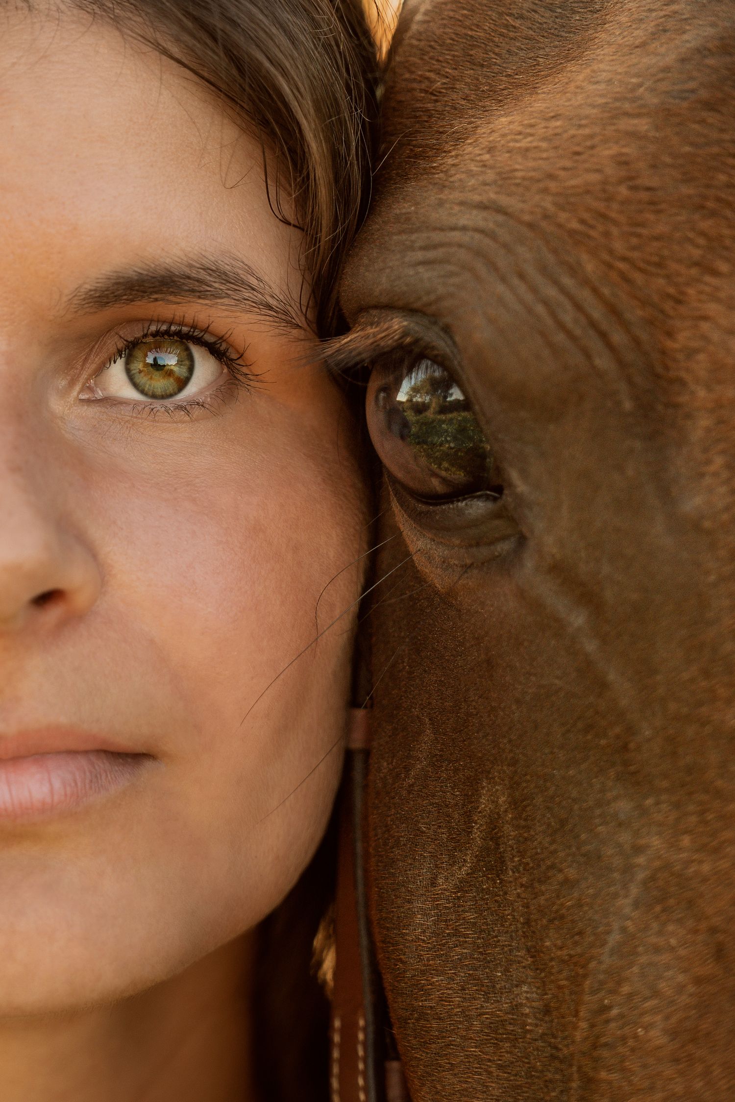 photographe pays basque animaux animalier chevaux équestre chat chien biarritz portrait