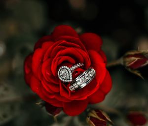 A sparkling diamond wedding ring set nestles in the petals of a vibrant red rose bloom.