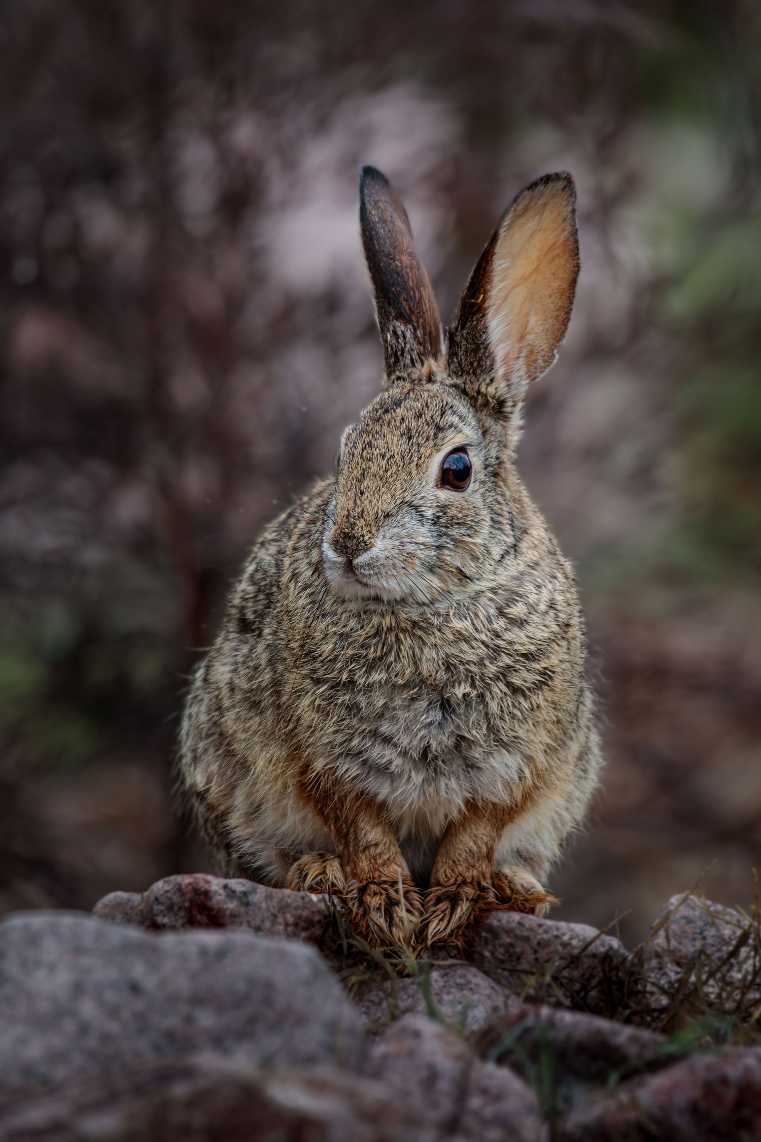 Desert Cottontail Rabbit sitting on a small pile of rocks. Photographed near Wickenburg, Arizona.