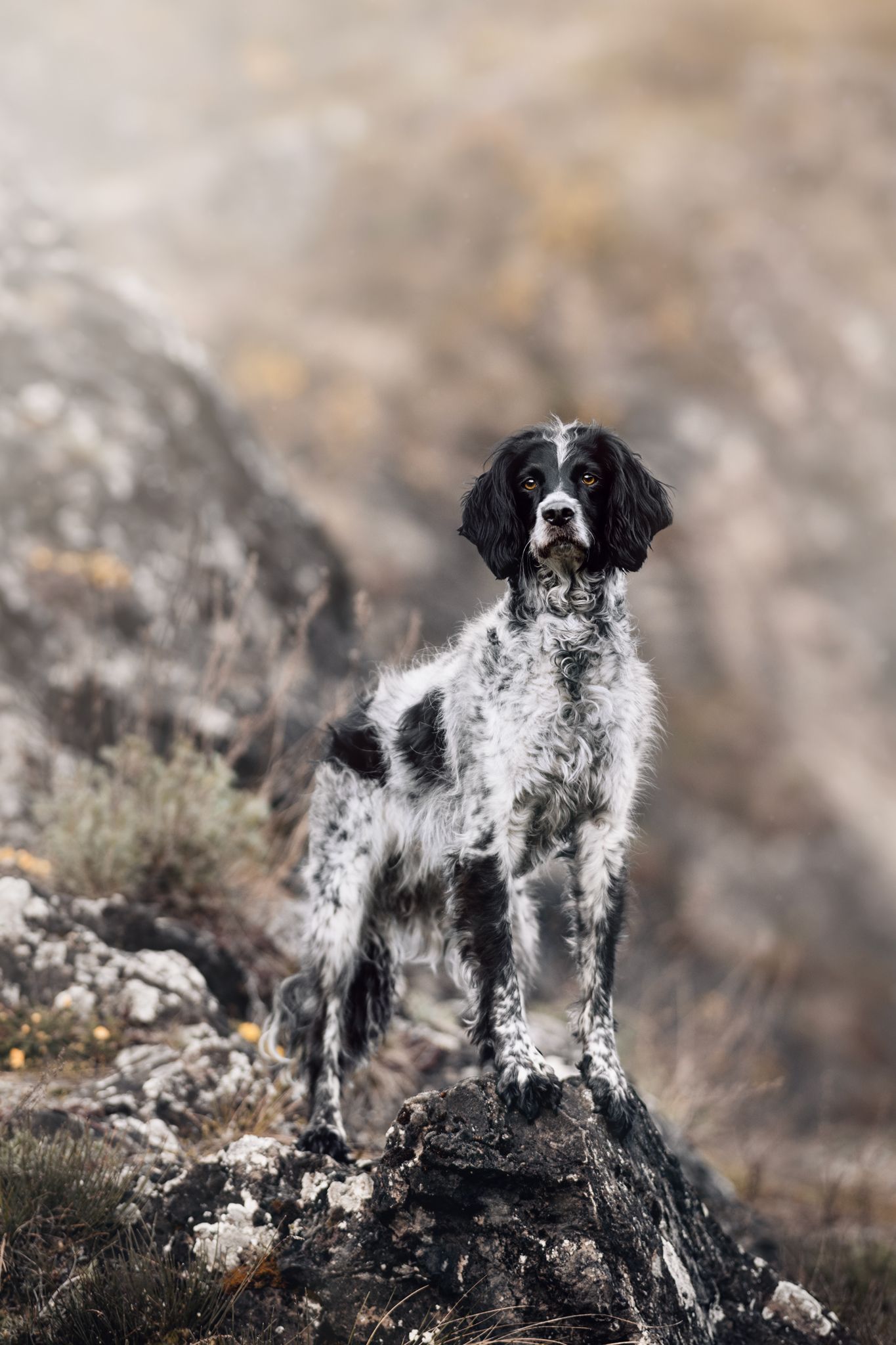 mix chien de chasse