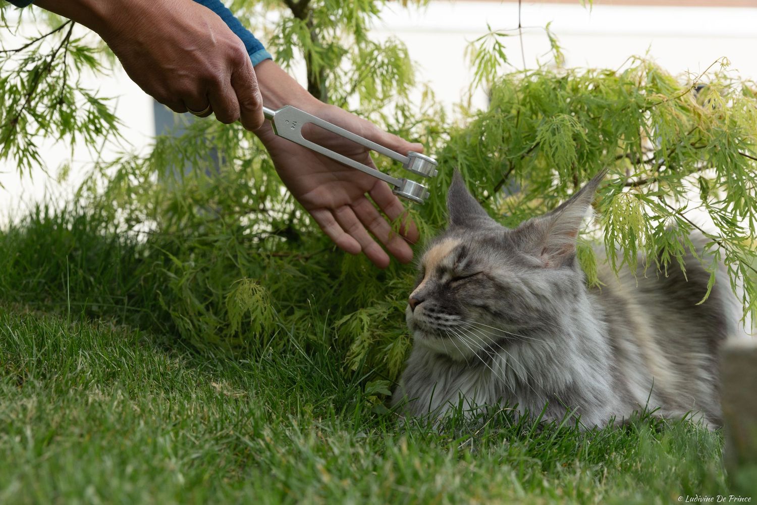 photographie animal de compagnie professionnel