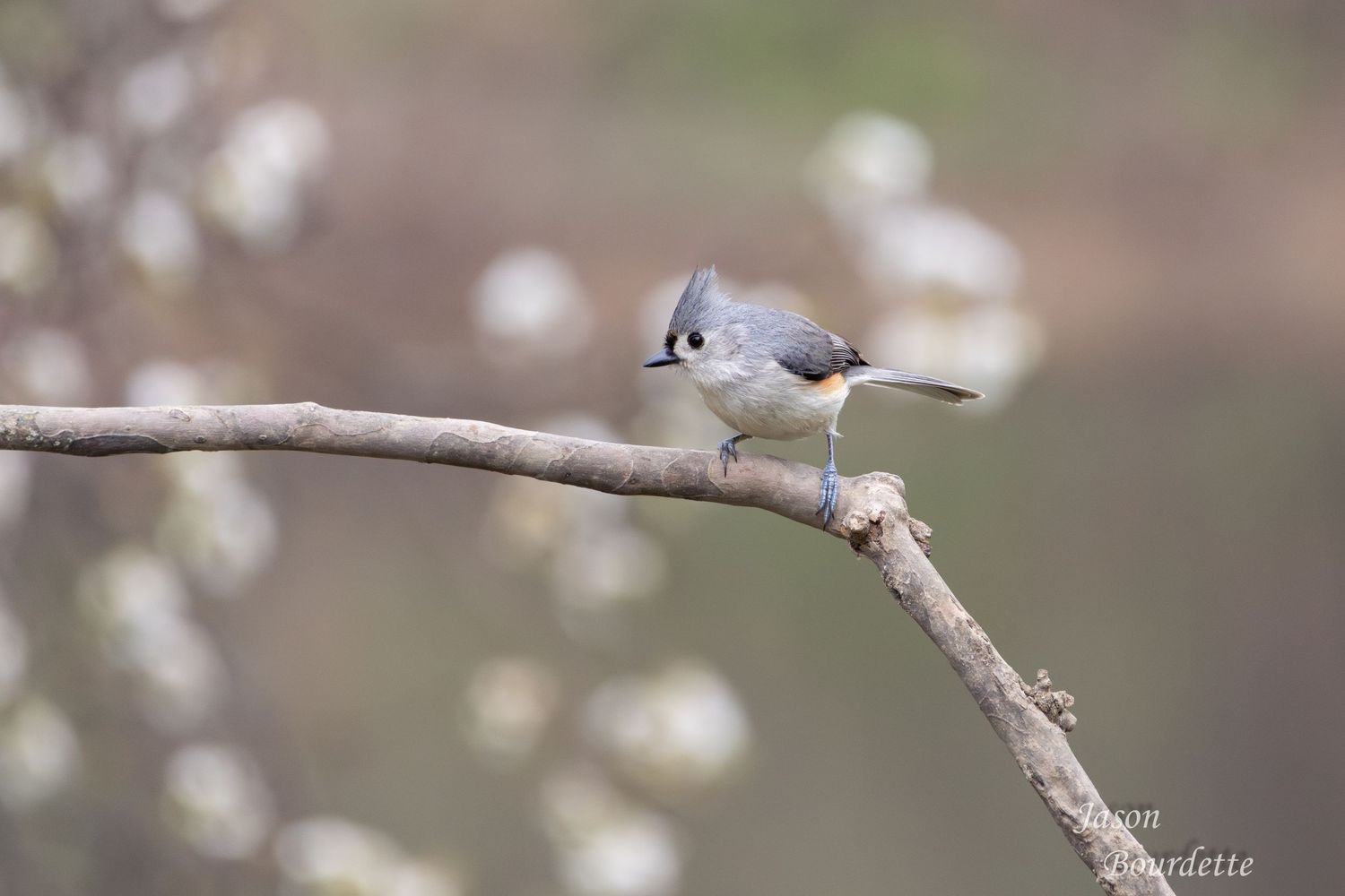 A tufted titmouse perches on a slender branch, its small, gray body and crest standing out against the blurred woodland background.
