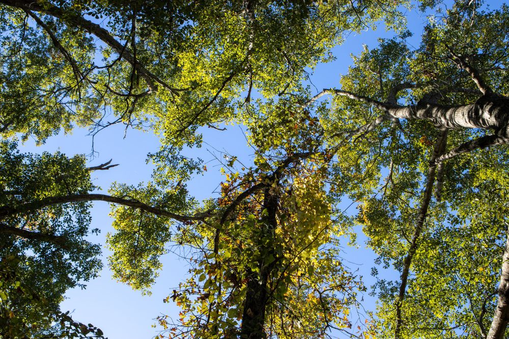 Looking up through tall trees with green leaves against bright blue sky.
