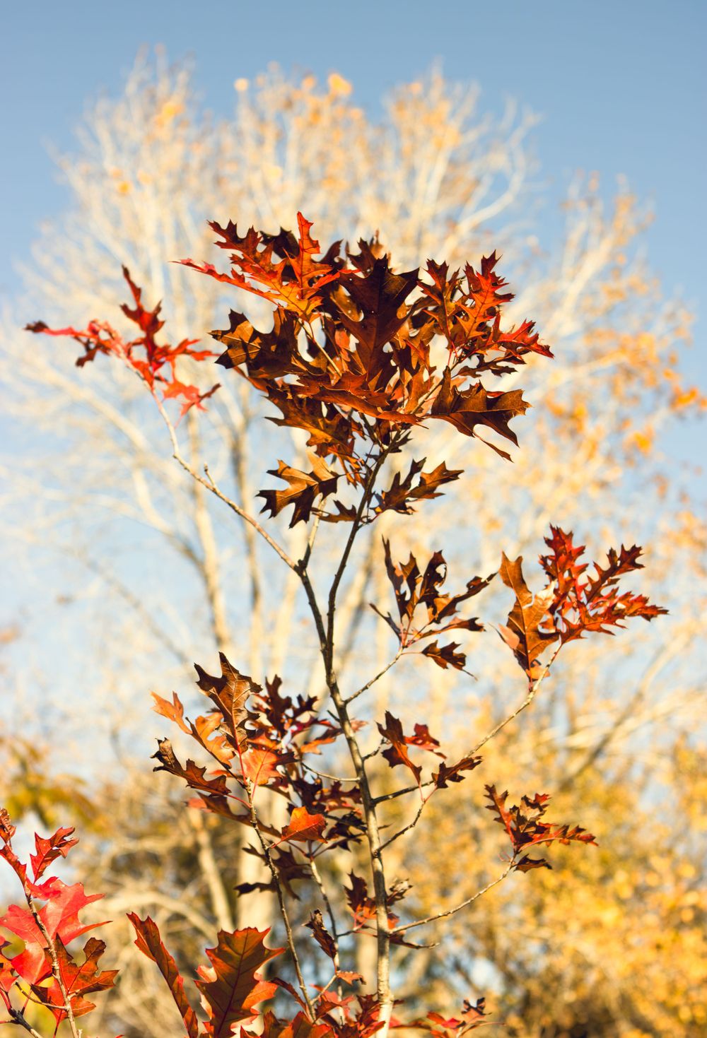 Autumn oak leaves backlit by sunlight with soft bokeh background.