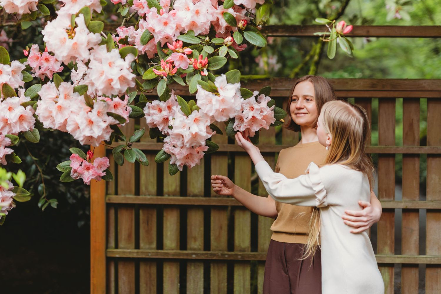 Two people admiring blooming pink cherry blossoms near a wooden garden fence on a sunny spring day.
