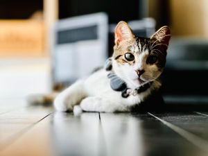 Mr. George the beautiful tabby/calico mix is so photogenic.