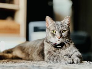 Mr. Wilbur is such a poser for the PAWParazzi Petsitter!