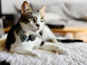 Mr. George and his lovely eyes is such a gorgeous kitty with remarkable markings.