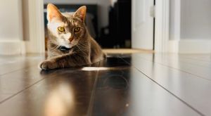Wilber the kitty making a gorgeous photo for Jean