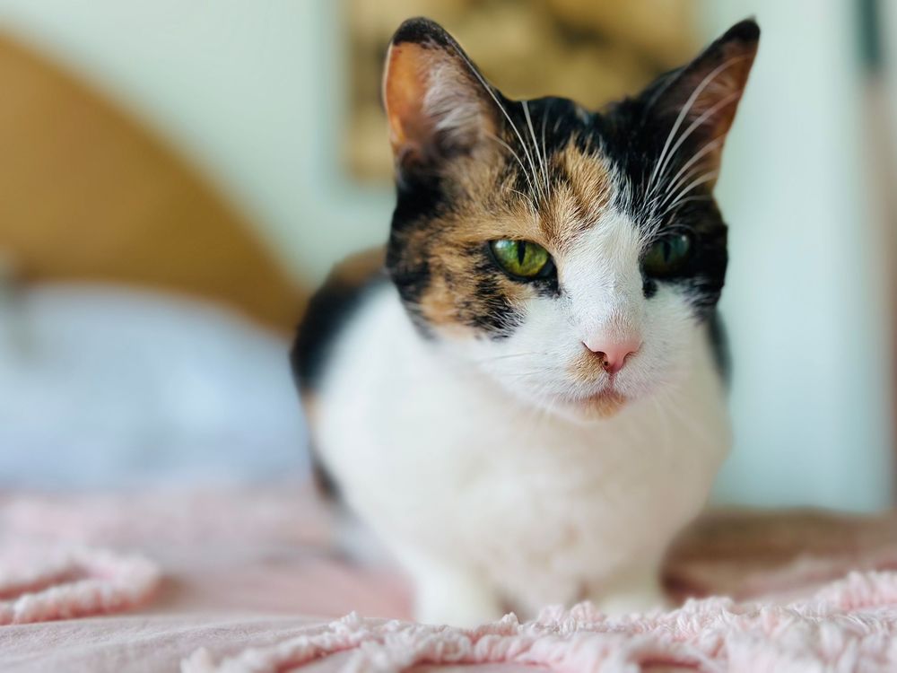 Moo Kitty posing for her portrait on the bed In the Biltmore area of Phoenix.