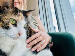 Moo kitty enjoys some pets, snuggles and cuddles on our kitty-sitting services In the Uptown area of Phoenix.