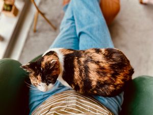 Moo kitty enjoying a lap sit with Jean during her visit In the OneLexington Condos in Midtown.