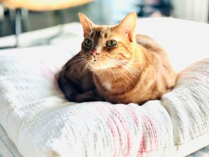 Orange tabby relaxing and chilling on a stack of pillows In the Midtown area of Phoenix.