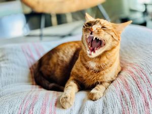Mr. Mushu orange cat with a big yawn on his pillow stack in the Midtown area of Phoenix.