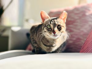 Tabby Jane looking gorgeous for her portrait on the couch In the Midtown area of Phoenix.