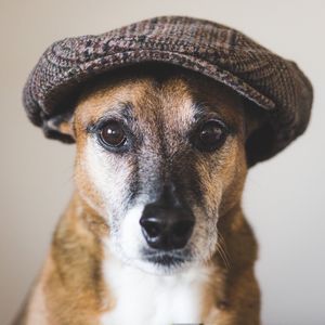 handsome shepherd/terrier mix with a man's hat on for his portrait
