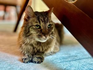 Long-haired tabby Kitty posing during his pet sitting visit