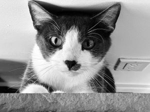 Kitty pet-sitting client, being playful at scratching post by Mr. Logan the gray tuxedo cat