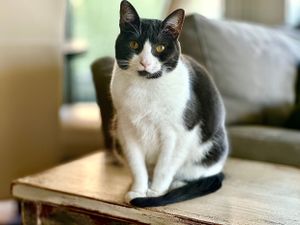 perfect posing grey tuxedo kitty during her cat-sitting visit