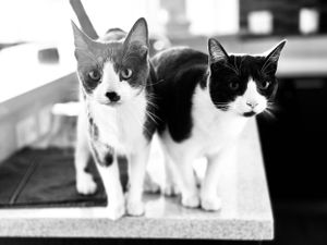 Lilly and Logan the gray tuxedo siblings are quite a pair of kitties.