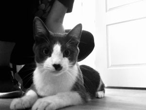 Mr. Logan the gray tuxedo is such a playful kitty during his time petsitting.