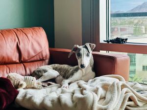 Mr. Clue, the whippet puppy resting on his couch nest for an update photo for his owner during petsitting