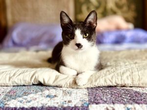 Mr. Logan the gray tuxedo sits adoringly on his mom’s bed for his update photos