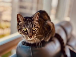 Mr. Hatch the tabby cat loves perching on the couch during sunset