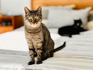 Mr. Hatch and Mr. Hugo, sibling kitties from the same litter, could not be more different.