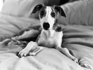 Mr. Clue the whippet puppy on the couch resting after playing