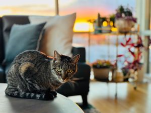 Mr. Hatch the tabby kitty sitting in his condo kingdom during a gorgeous lit sunset