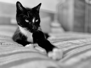 Mr. Hatch the tuxedo cat lounging on the bed just chilling