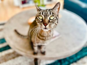 Mr. Hatch the tabby kitty always takes such fun photos during his cat sitting visits.