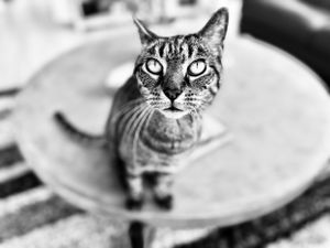 Mr. Hatch the tabby cat is so expressive for his update photos to his parents during his sitting appointments.