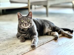 Wilber the gray kitty looking regal on the floor for his portrait in the Uptown area of Phoenix.