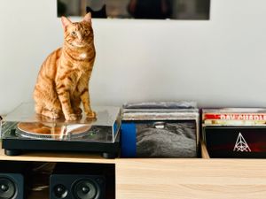 Mr. Mushu being very photogenic as a gorgeous playful orange tabby.