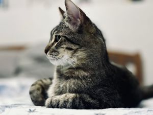 Mr. Hatch posing on his kingdom of a bed during his kitty visit with Jean.