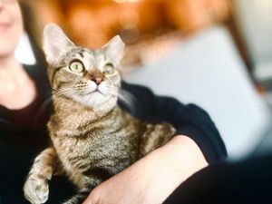 Miss Jane the tabby cat enjoys a cuddle and snuggle during our kitty sitting services.