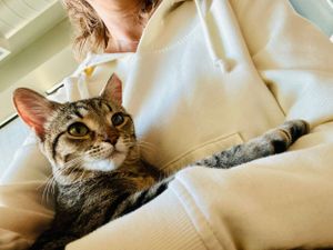 Miss Jane the tabby kitten loves her lap time with Jean the petsitter