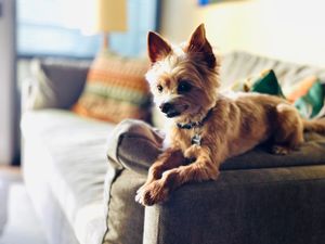 Mr. Freddy the yorkie is such a poser on the couch